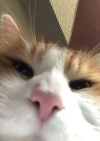 人浪中想真心告白 蓝胡子