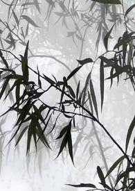 听雨品茶