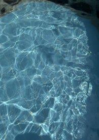 无风海白头翁百度