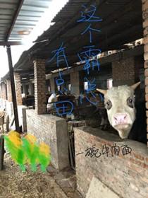 这个霸总实在太会撒娇txt